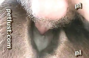 Cô ấy đang bú cặc một con ngựa như dân chuyên nghiệp