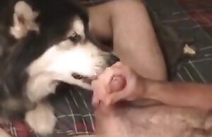 Tình dục động vật và khoái cảm bằng miệng kết hợp trong một video thú tính đồng tính nam