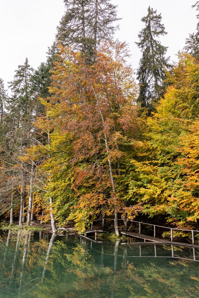 arbre automne lac
