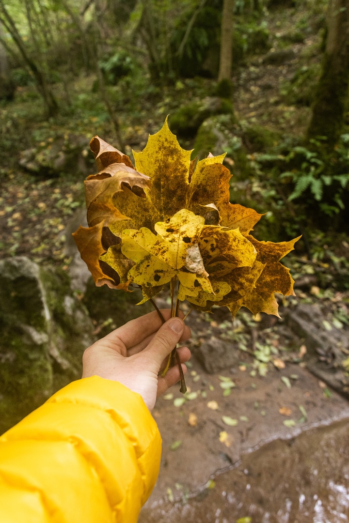 bouquet de feuilles mortes