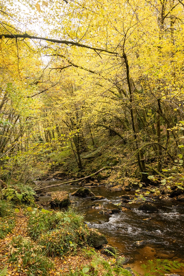 ruisseau et foret en automne