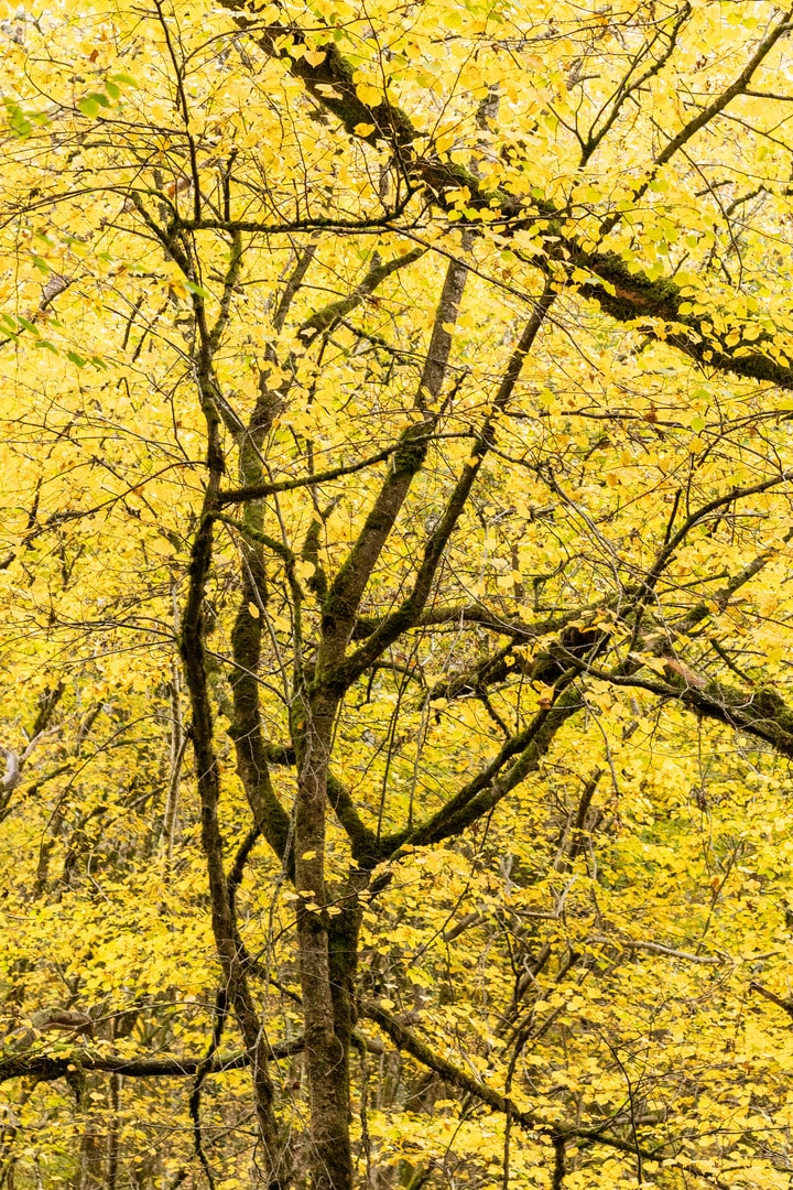 arbre jaune