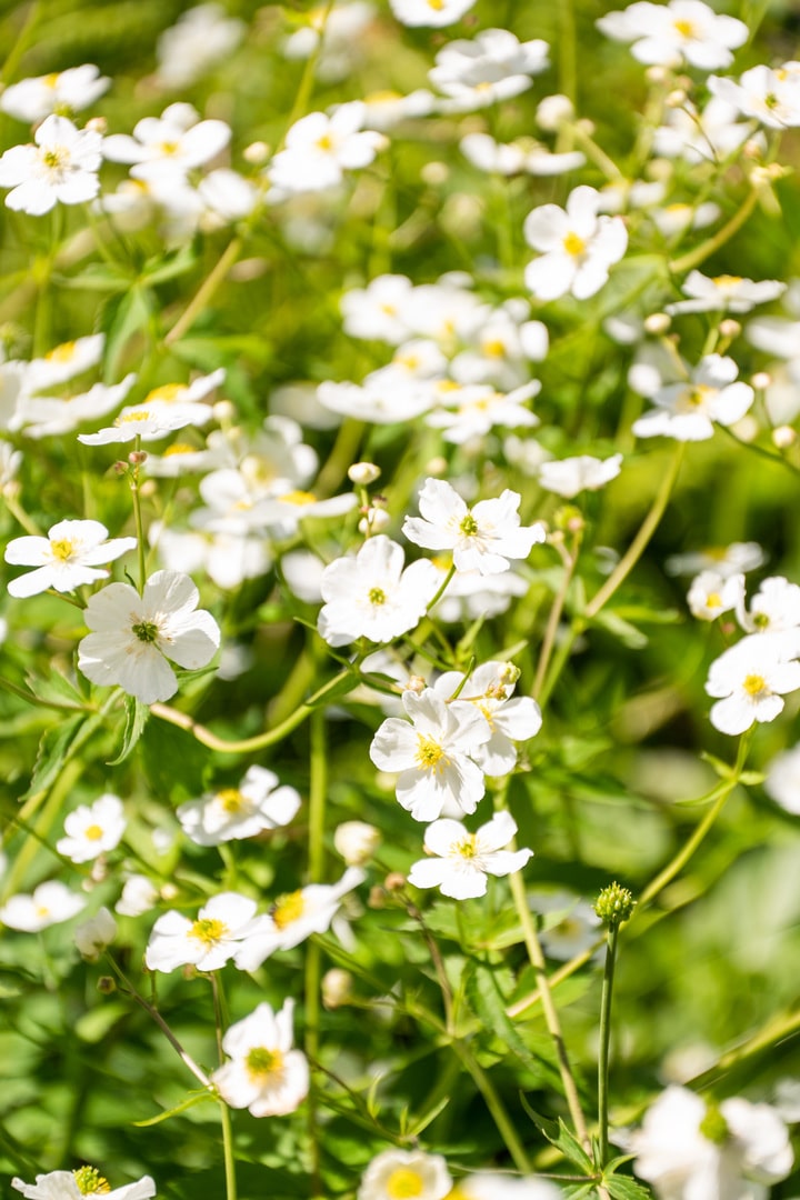 detail fleurs blanches