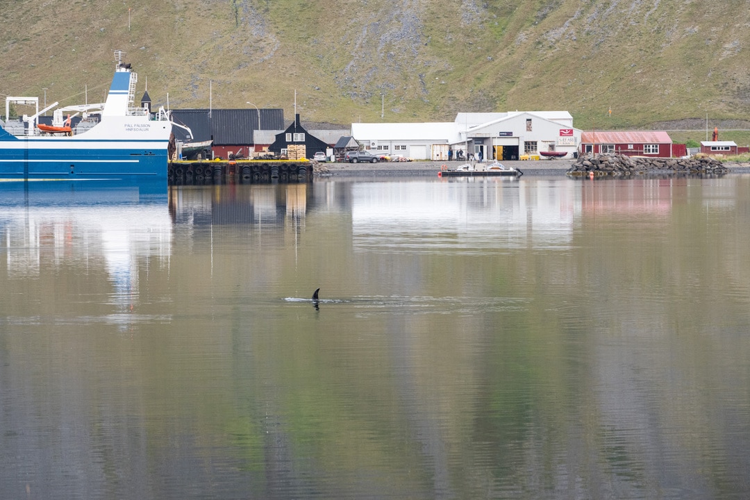 Isafjordur orque