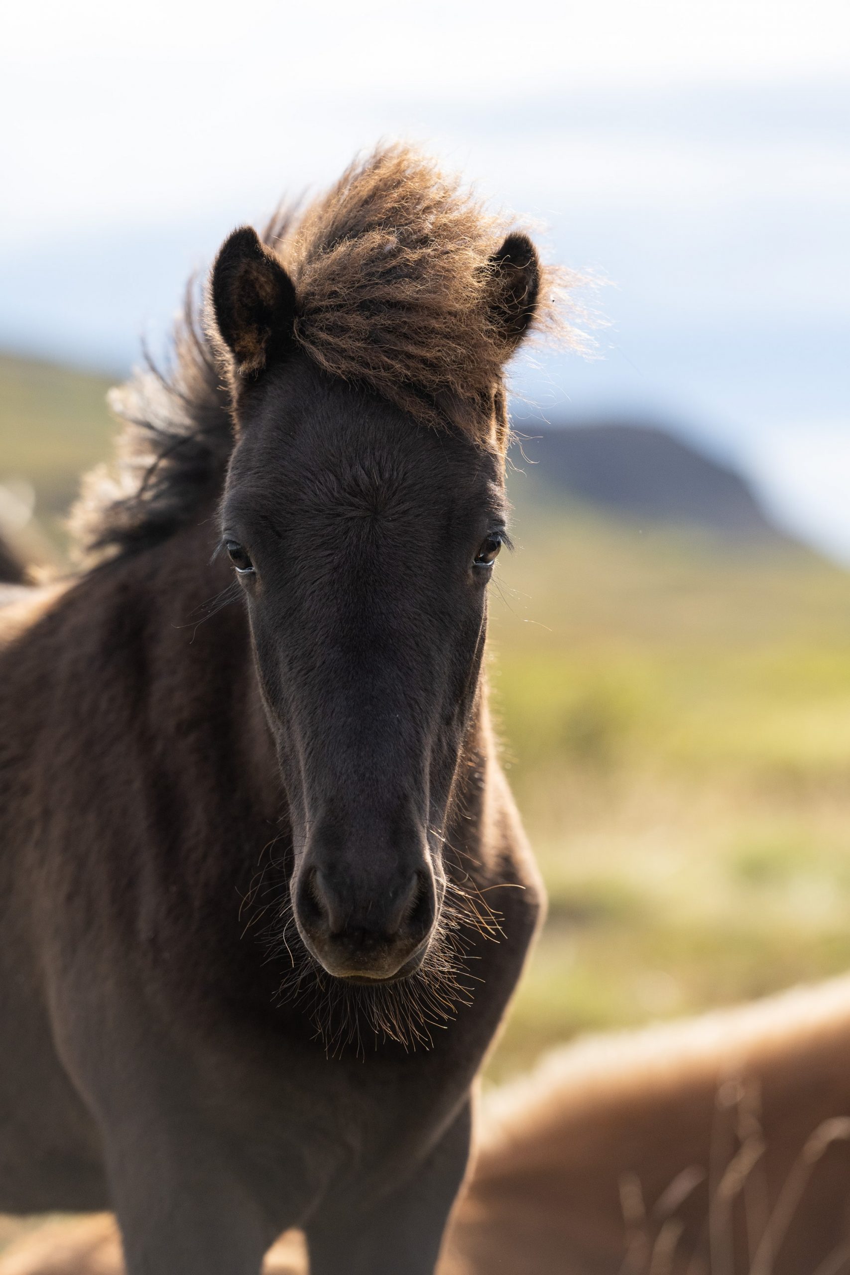cheval islandais noir