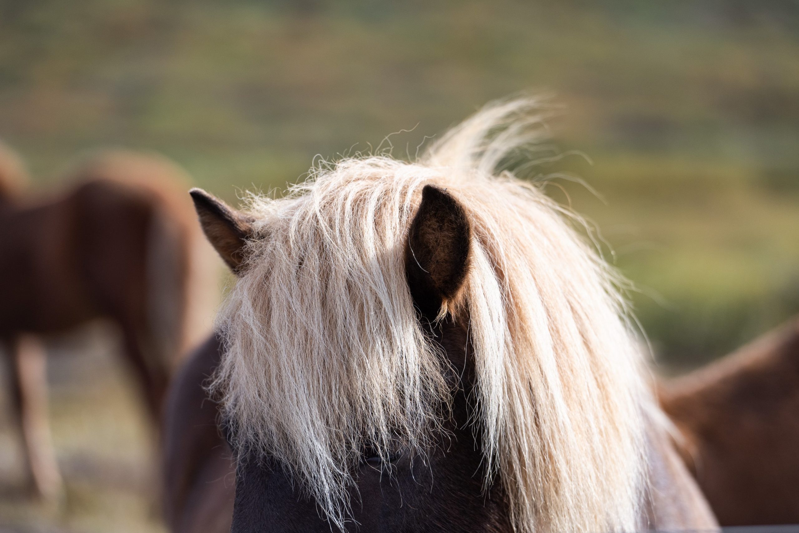 cheval islandais crinière