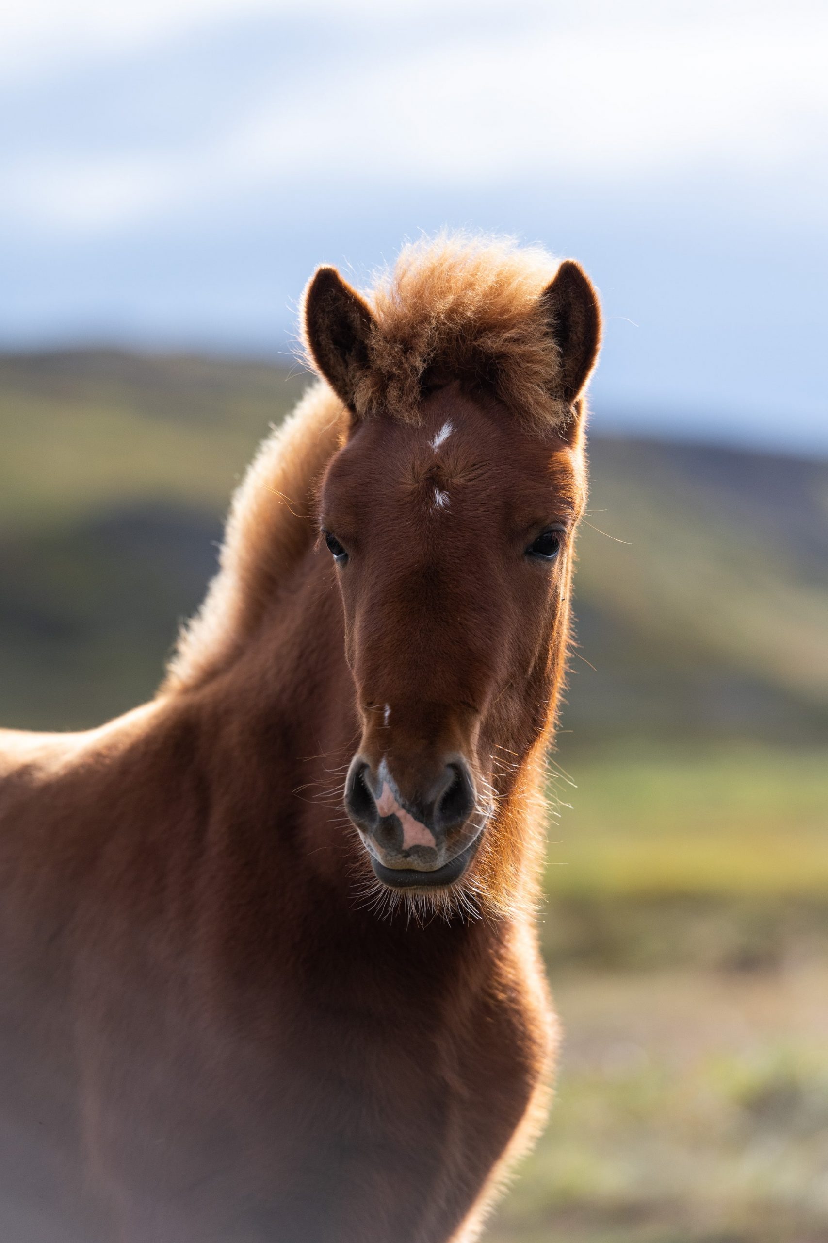 cheval islandais alezan