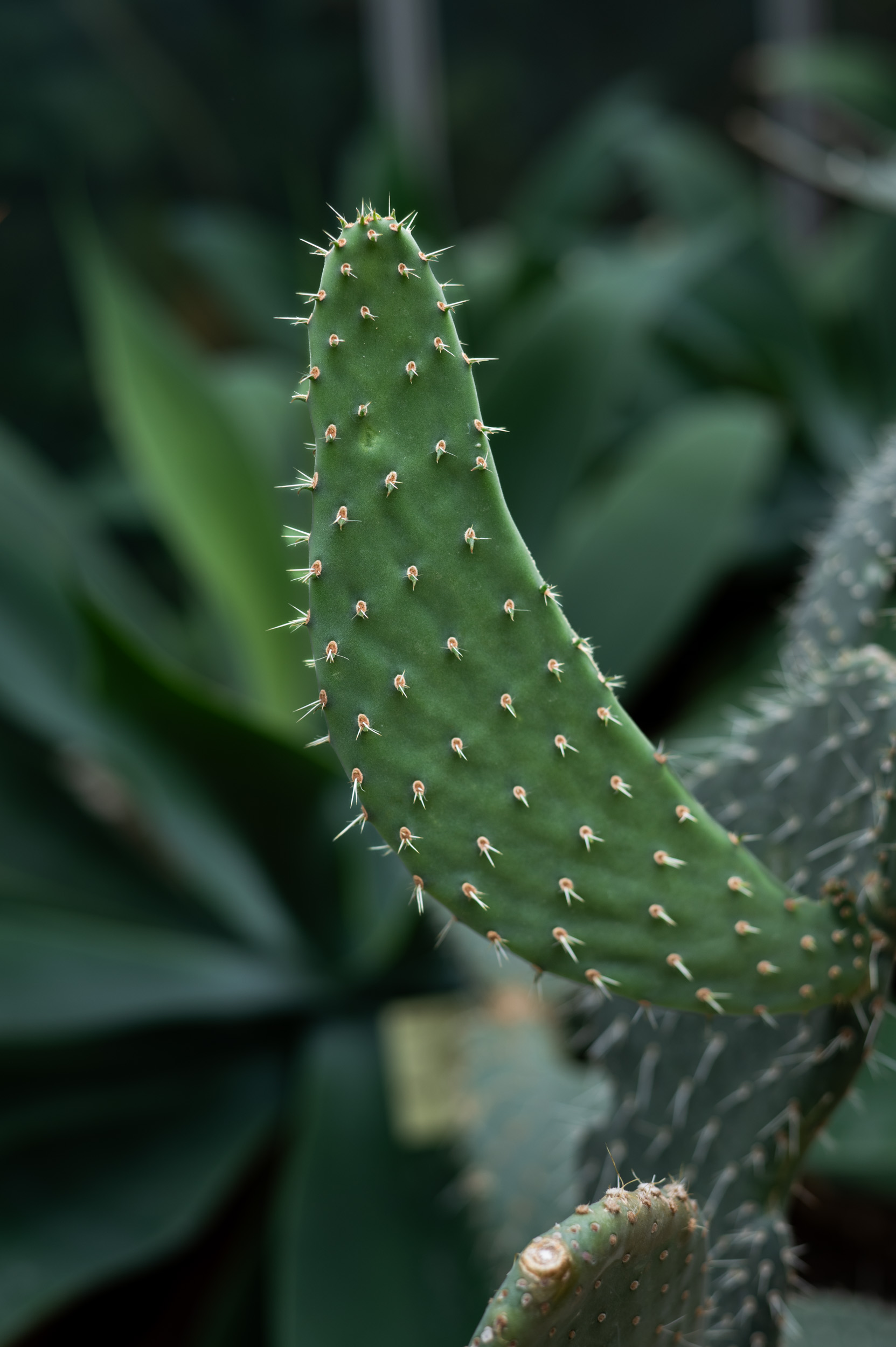 jardin des plantes caen cactus