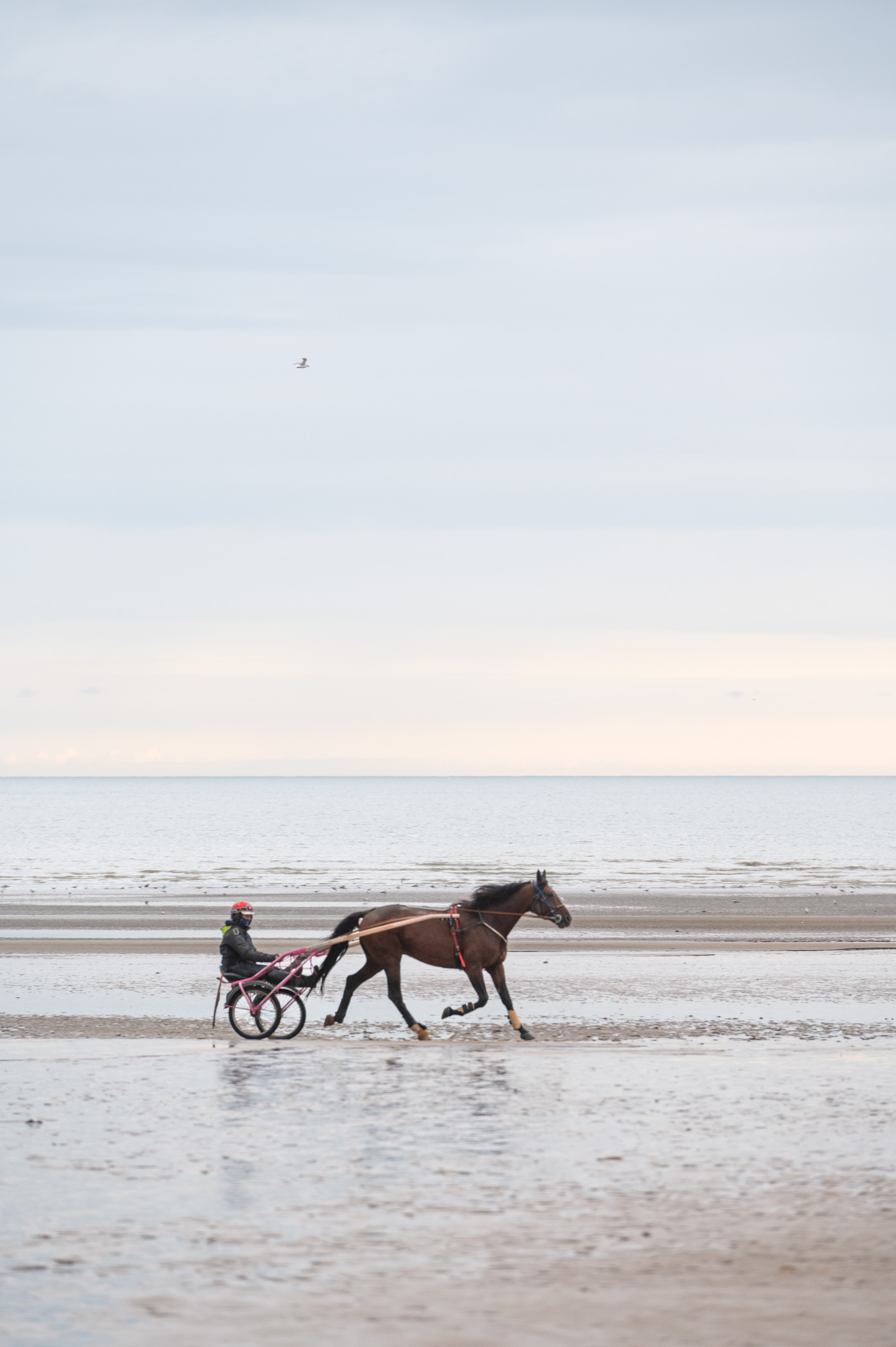 Cabourg entrainement cheval sur la plage